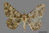 ǦW:Racotis boarmiaria