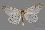 ǦW:Percnia suffusa