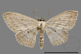 ǦW:Scopula sp.