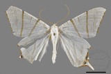 ǦW:Ourapteryx flavovirens