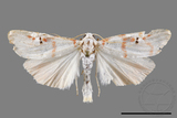 ǦW:Cyana hamata