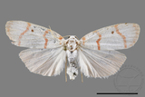 ǦW:Cyana hamata