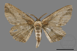 ǦW:Menophra anaplagiata