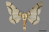 ǦW:Biston perclarus