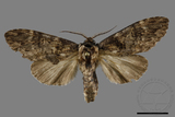 ǦW:Semidonta kosemponica