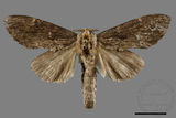 ǦW:Norracoides basinotatus