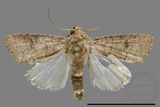 ǦW:Athetis sp.