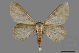 ǦW:Cusiala boarmioides