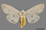 ǦW:Spilarctia subtestacea