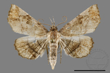 ǦW:Eutrogia morosa