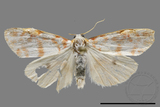 ǦW:Cyana effracta posilla