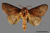 ǦW:Narosoideus vulpinus