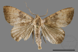 ǦW:Scedopla umbrosa