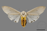 ǦW:Creatonotos transiens vacillans