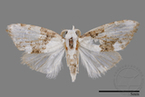 ǦW:Noctuidae sp.