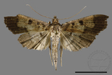 ǦW:Ceratarcha umbrosa