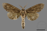 ǦW:Norracoides basinotatus