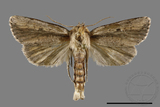 ǦW:Sesamia sp.