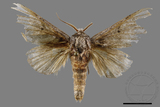 ǦW:Norracoides basinotatus