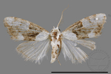 ǦW:Noctuidae sp.