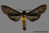 ǦW:Amsactoides solitarius