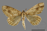 ǦW:Ectropis bhurmitra