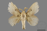 ǦW:Euthrix nigropuncta