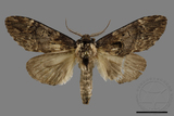 ǦW:Semidonta kosemponica