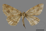 ǦW:Ectropis bhurmitra