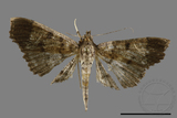 ǦW:Ceratarcha umbrosa