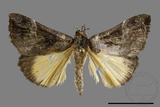 ǦW:Hypena trigonalis