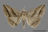 ǦW:Blasticorhinus bifasciata