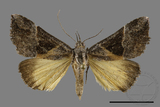 ǦW:Hypena trigonalis