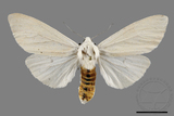 ǦW:Spilarctia subtestacea