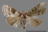 ǦW:Noctuidae sp.