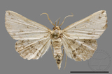 ǦW:Adrapsa sp.