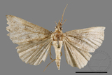 ǦW:Hypena sp.