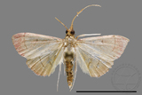 ǦW:Crambidae sp.