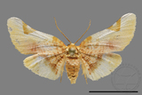 ǦW:Pyralioides sinuosus