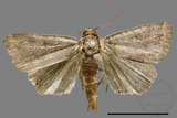 ǦW:Noctuidae sp.