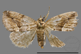 ǦW:Noctuidae sp.