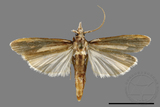 ǦW:Crambidae sp.