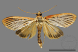 ǦW:Crambidae sp.