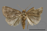 ǦW:Noctuidae sp.