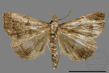 ǦW:Hipoepa biasalis