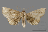 ǦW:Eutrogia morosa