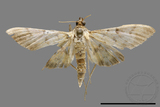 ǦW:Crambidae sp.