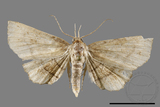 ǦW:Eutrogia morosa