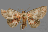 ǦW:Noctuidae sp.