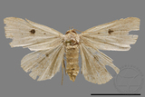 ǦW:Bocula caradrinoides